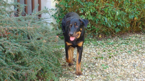 Beauceron